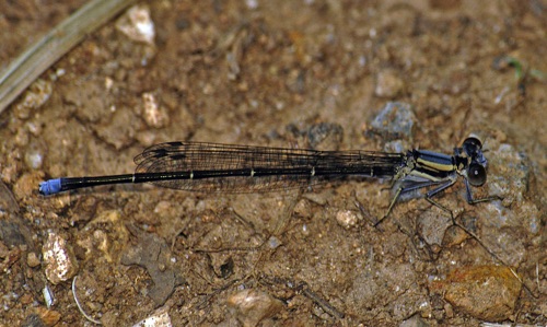 Male
2005+07_23_Chattooga